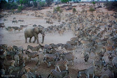 The Great Zebra Migration - A Testament to Ancient Southern African Environmental Adaptations and Societal Impact